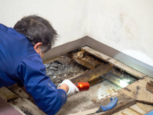 Best Water Damage Restoration  in Springdale, OH