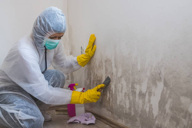 Best Mold Testing  in Springdale, OH