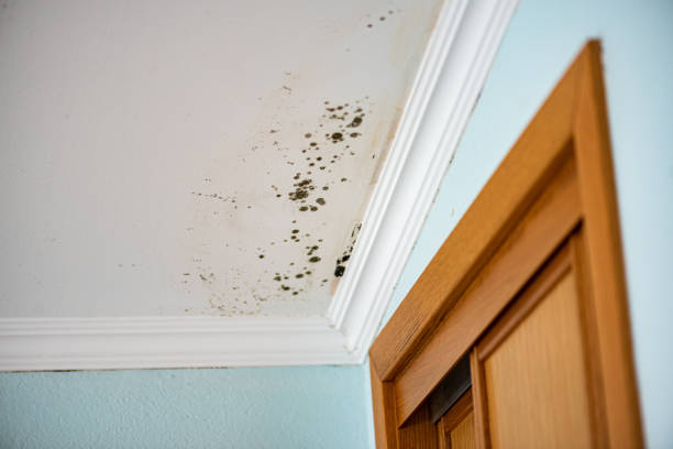 Best Affordable Mold Removal  in Springdale, OH