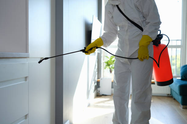 Best Mold Removal Near Me  in Springdale, OH