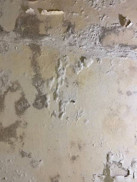 Best Certified Mold Removal  in Springdale, OH