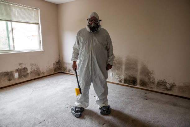 Best Mold Damage Repair  in Springdale, OH